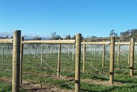 wooden posts for vineyards